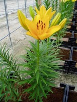 [1636 Canaria No02.JPG]